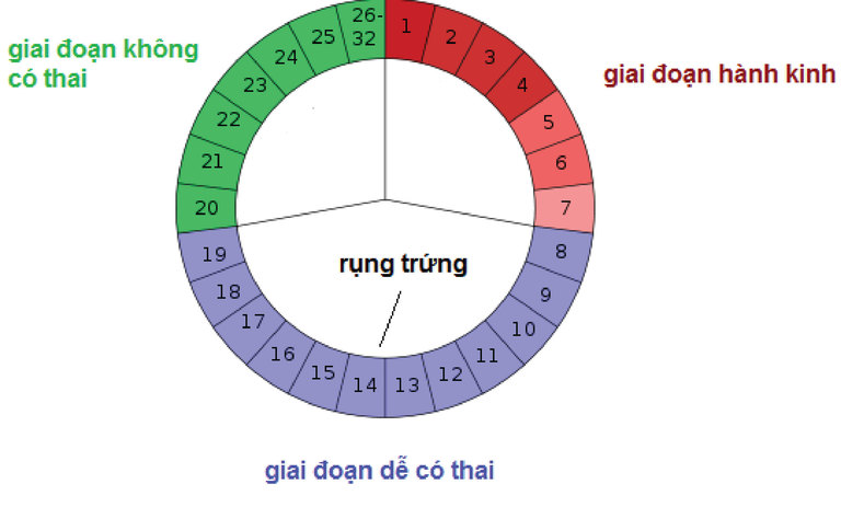 Quan hệ tránh ngày rụng trứng sẽ giảm khả năng đậu thai