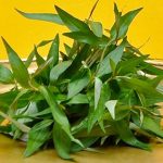 Đàn ông ăn nhiều rau răm có tốt không
