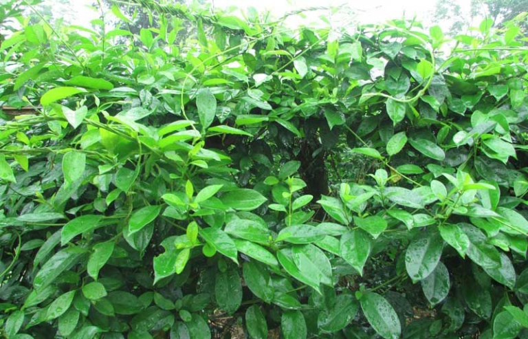 BoniDiabet có chiết xuất cây thìa canh giúp chữa bệnh tiểu đường