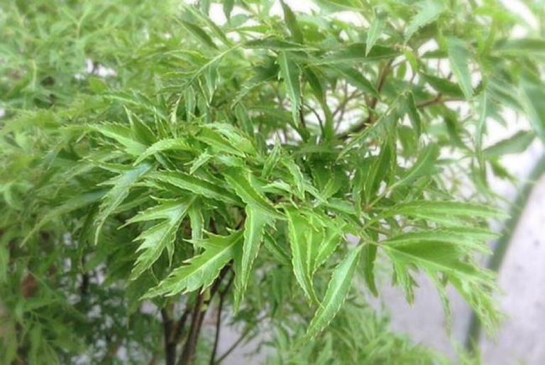 Cây đinh lăng lá nhỏ là loại cây được ứng dụng trong lĩnh vực y học, có khả năng trị bệnh cao