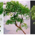 Cây đinh lăng là vị thuốc quý được lưu truyền từ bao đời nay