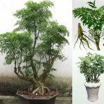 Tất cả các bộ phận của cây đinh lăng đều có thể dùng làm thuốc