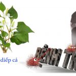 Rau diếp cá có khả năng chữa bệnh trĩ mức độ nhẹ