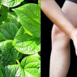 Lá lốt chữa đau nhức khớp xương hiệu quả
