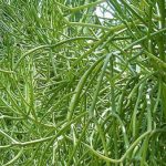 Cây giao có khả năng chữa được viêm xoang