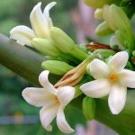 Hoa đu đủ ngâm mật ong