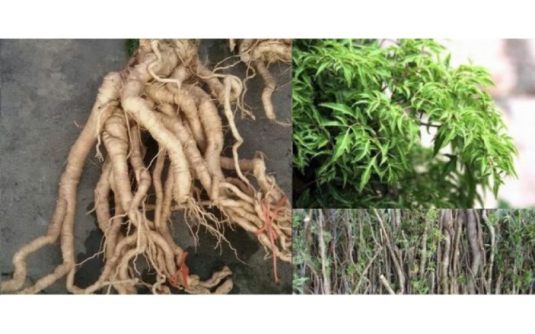 Rễ cây đinh lăng có tác dụng tăng cường sinh lực như nhân sâm do có chứa nhiều hoạt chất Saponin