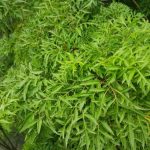 Lá đinh lăng được ứng dụng trong lĩnh vực y học, ẩm thực, làm đẹp vì những công dụng tuyệt vời của nó