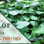 Trong lá lốt có chứa hoạt chất kháng sinh tự nhiên rất mạnh nên có thể dùng để chữa dị ứng thời tiết