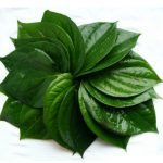 Lá trầu không có tính sát khuẩn, có khả năng chữa bệnh ho hiệu quả.
