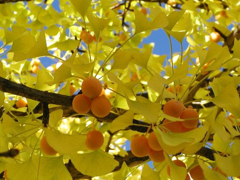 Getting The Most Out Of Ginkgo Biloba - Zamnesia