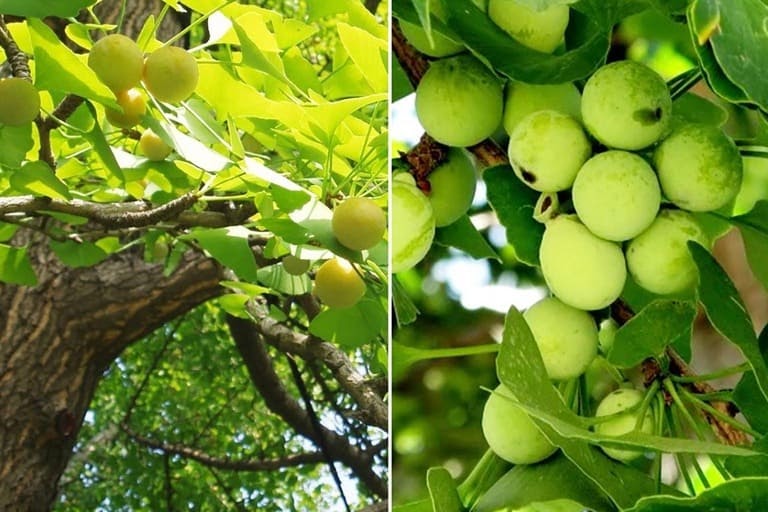 Lá và quả của cây được dùng làm thuốc Đông, Tây y