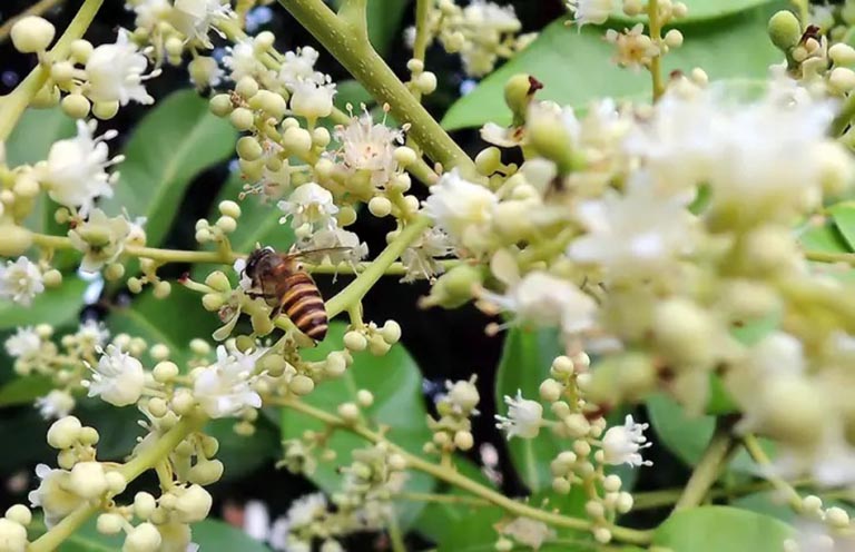 Mật ong rừng nguyên chất giá bao nhiêu?