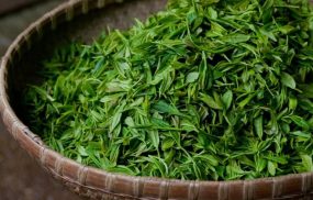 8 cách trị rụng tóc từ lá trà xanh sẽ khiến bạn bất ngờ