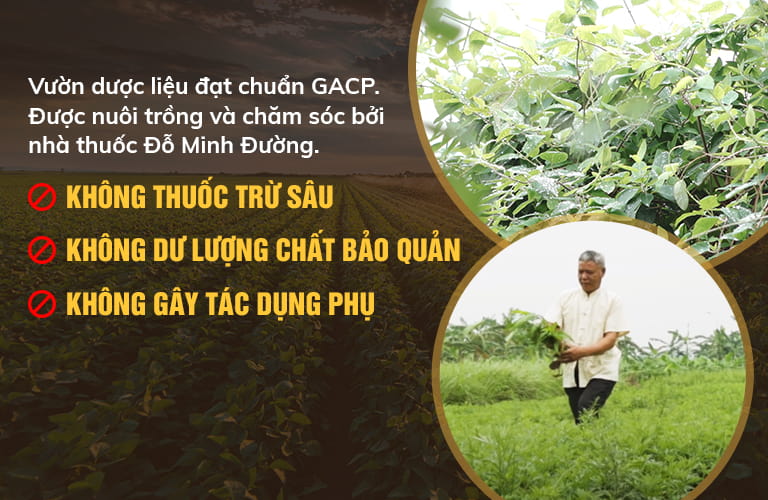 Vườn dược liệu của nhà thuốc Đỗ Minh Đường gieo trồng hơn 100 loại thảo dược quý