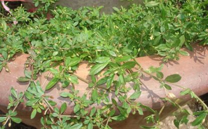 rau đắng đất